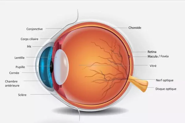 Coupe transversale anatomique de l'œil humain, illustration médicale. Mise en évidence de l'humeur aqueuse