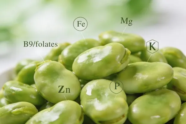 Gros plan sur des fèves mettant en avant leurs vitamines et minéraux essentiels