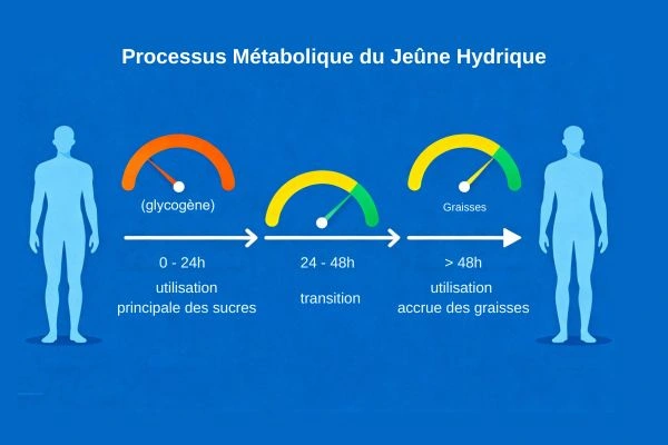 Schéma montrant comment le jeûne hydrique change l’utilisation des sucres et des graisses dans le corps