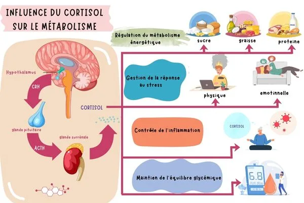 Schéma détaillé expliquant le rôle du cortisol dans l’organisme chez une personne de plus de 50 ans