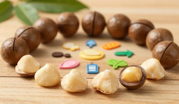 Gros plan noix de macadamia décortiquées, composition nutritionnelle riche pour seniors