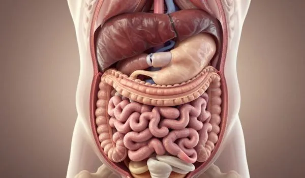 Illustration médicale du haut du corps montrant les organes internes (foie, estomac, intestins)
avec une couche de graisse au niveau abdominal
